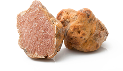 Prime handicappet Relativitetsteori White truffle, the characteristics of the most expensive truffle